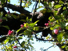 Early Blossoms on the Old Apple Tree